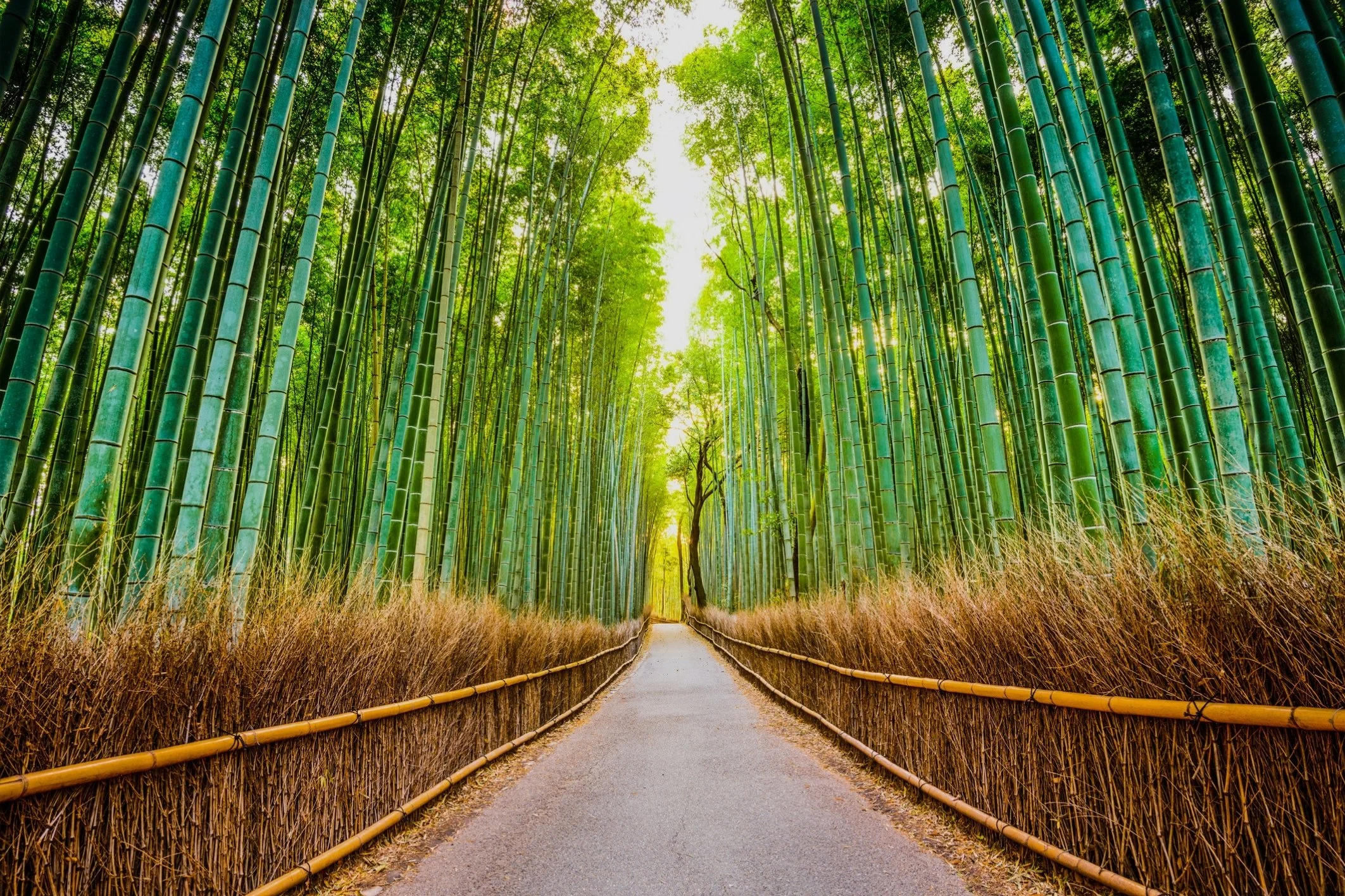 8 Day Private Tour — Magic Japan Tours
